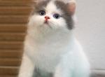 Ken - Scottish Fold Kitten For Sale - Hollywood, FL, US