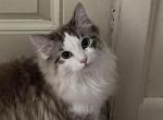 Handsome - Ragdoll Cat For Sale - Avon Park, FL, US