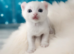 Cosmo - American Curl Kitten For Sale - Joplin, MO, US