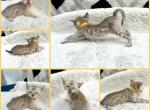 spotted snow mink boy - Bengal Kitten For Sale - 