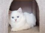 Bella - Scottish Straight Kitten For Sale - Chattanooga, TN, US