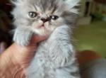 China doll - Exotic Kitten For Sale - Sheboygan, WI, US