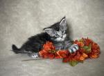 Jade - Maine Coon Kitten For Sale - Marietta, GA, US