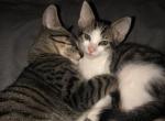 Just baby or kitty - American Shorthair Kitten For Adoption - Phoenix, AZ, US