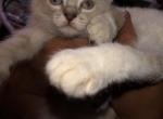 Kitties or love - American Shorthair Kitten For Sale - Phoenix, AZ, US