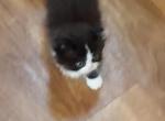 Joey - Minuet Kitten For Adoption - Tuscumbia, AL, US