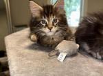 Bagheera - Maine Coon Kitten For Sale - Saint Paul, MN, US