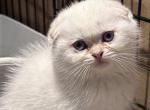 White blue - Scottish Fold Kitten For Sale - 