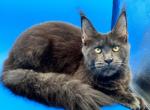 Pure Main Coon blue female - Maine Coon Kitten For Sale - FL, US