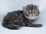 Birdie - Persian Kitten For Sale - Willis, TX, US