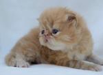 Chester - Persian Kitten For Sale - Willis, TX, US