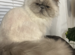 Cheddar - Himalayan Cat For Adoption - Lakewood, OH, US