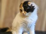 Scarlet BestOfTheBest - Scottish Fold Kitten For Sale - Philadelphia, PA, US