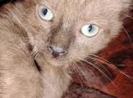 Chocolate Siamese male kitten - Siamese Kitten For Sale - 