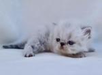 Cooper - Persian Kitten For Sale - Willis, TX, US