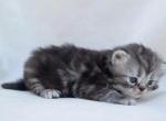 Toby - Persian Kitten For Sale - Willis, TX, US