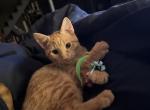 Chester - American Shorthair Kitten For Adoption - Louisville, KY, US