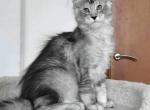 Ellie - Maine Coon Kitten For Sale - Boston, MA, US