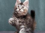 Dreemka - Maine Coon Kitten For Sale - Boston, MA, US