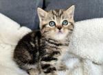 Foxy - Scottish Straight Kitten For Sale - 