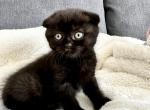 Bagheera - Scottish Fold Kitten For Sale - Woodland Park, CO, US