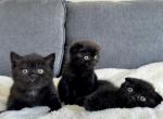 Chocolate Scottish fold and straight kittens - Scottish Fold Kitten For Sale - Woodland Park, CO, US