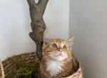 Rusty - Domestic Cat For Sale - 