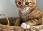 Rusty - Domestic Cat For Sale - 