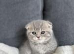 Alice - Scottish Fold Kitten For Sale - Woodland Park, CO, US