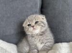 Alice - Scottish Fold Kitten For Sale - Woodland Park, CO, US