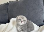 Cody - Scottish Fold Kitten For Sale - Woodland Park, CO, US