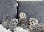 Scottish fold - Scottish Fold Kitten For Sale - Woodland Park, CO, US