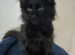 Green Girl - Maine Coon Kitten For Sale - Katy, TX, US