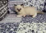 Ragdoll Kittens - Ragdoll Kitten For Sale - 