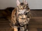 Tortie - Maine Coon Kitten For Sale - Johns Creek, GA, US