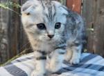 Remi scottish fold - Scottish Fold Kitten For Sale - Spokane, WA, US