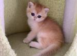 Stella - British Shorthair Kitten For Sale - Brooklyn, NY, US