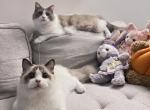 Prince - Ragdoll Cat For Sale - Baltimore, MD, US