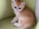 Stella - British Shorthair Kitten For Sale - New York, NY, US