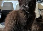 LOUISA - Maine Coon Kitten For Sale - 