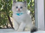 Merle - Ragdoll Kitten For Sale - Temple City, CA, US