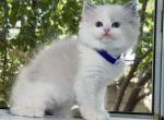 Tammy - Ragdoll Kitten For Sale - Temple City, CA, US