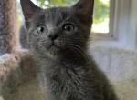 Russian Blue - Russian Blue Kitten For Sale - Gurnee, IL, US