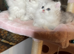 Sterling - Persian Kitten For Sale - Indianapolis, IN, US