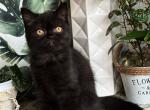 Monro - Scottish Straight Kitten For Sale - Los Angeles, CA, US