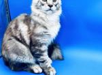 Silver boy from Shaded line - Maine Coon Kitten For Sale - FL, US