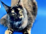 Pure Main Coon girl - Maine Coon Kitten For Sale - FL, US