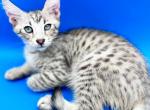 Savannah F2 SILVER MALE - Savannah Kitten For Sale - FL, US