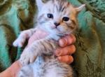 Oscar - Highlander Kitten For Sale - 