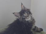 Luna - Maine Coon Kitten For Sale - New York, NY, US